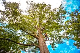 Best Lawn Grading and Leveling  in Kewaskum, WI