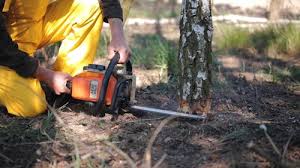 Best Root Management and Removal  in Kewaskum, WI