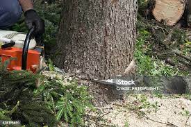 Best Lawn Pest Prevention  in Kewaskum, WI