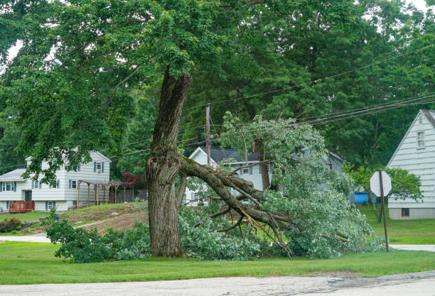 Best Tree Health Inspection  in Kewaskum, WI