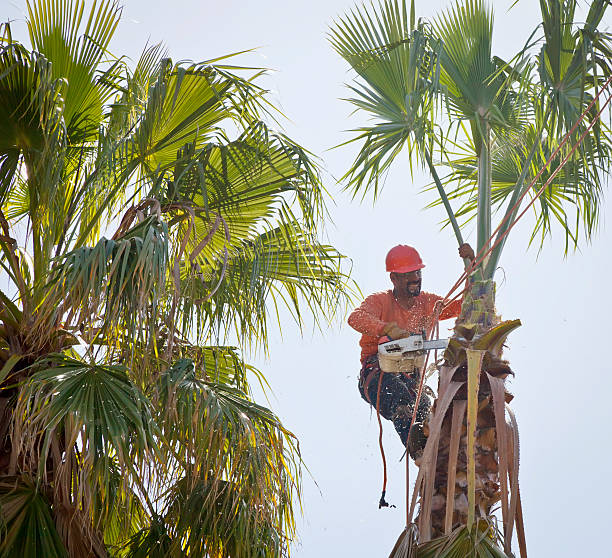 Trusted Kewaskum, WI Tree Services Experts