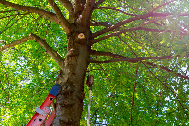 Best Tree Maintenance Programs  in Kewaskum, WI